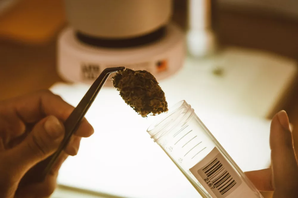 Liberty Health Sciences: A Deep Dive into Florida's Medical Cannabis Landscape